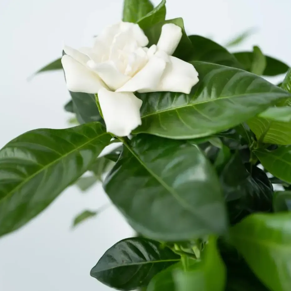 Kaapse jasmijn - Set van 2 - Gardenia jasminoides - Hoogte 20-30cm - ⌀13cm