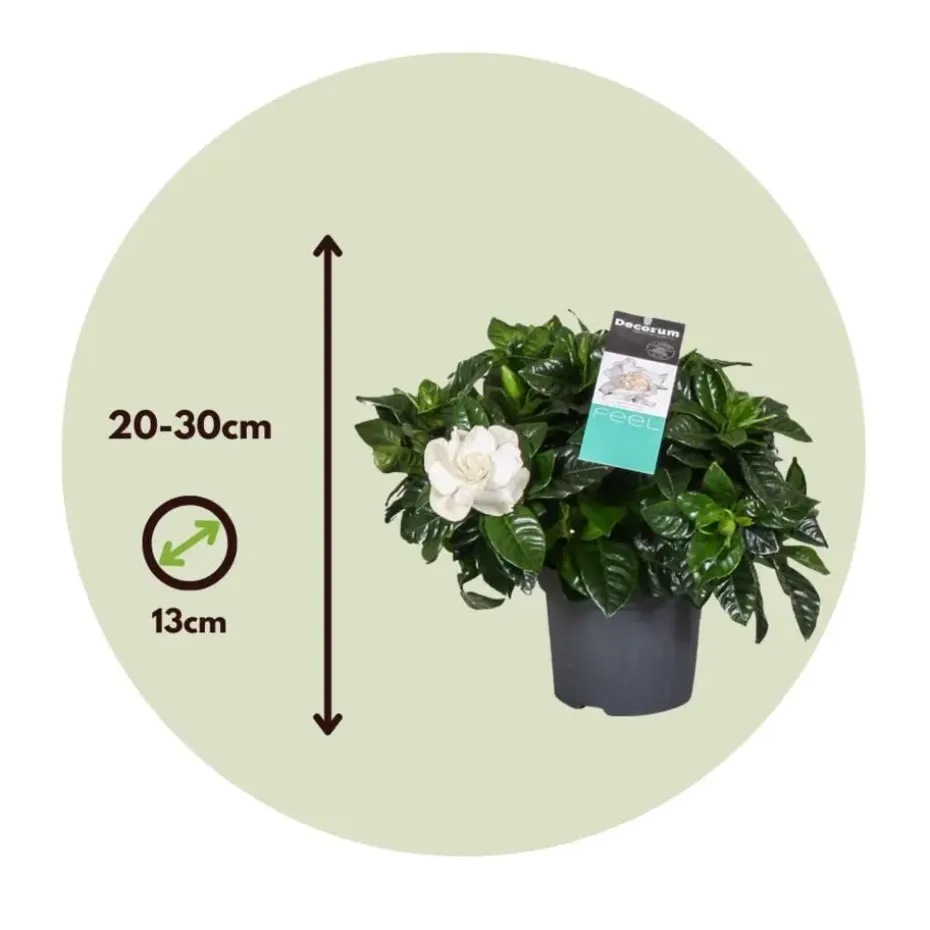 Kaapse jasmijn - Set van 2 - Gardenia jasminoides - Hoogte 20-30cm - ⌀13cm