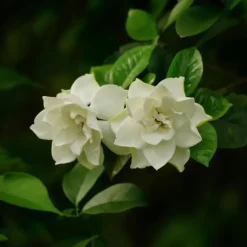 Kaapse jasmijn - Set van 2 - Gardenia jasminoides - Hoogte 20-30cm - ⌀13cm