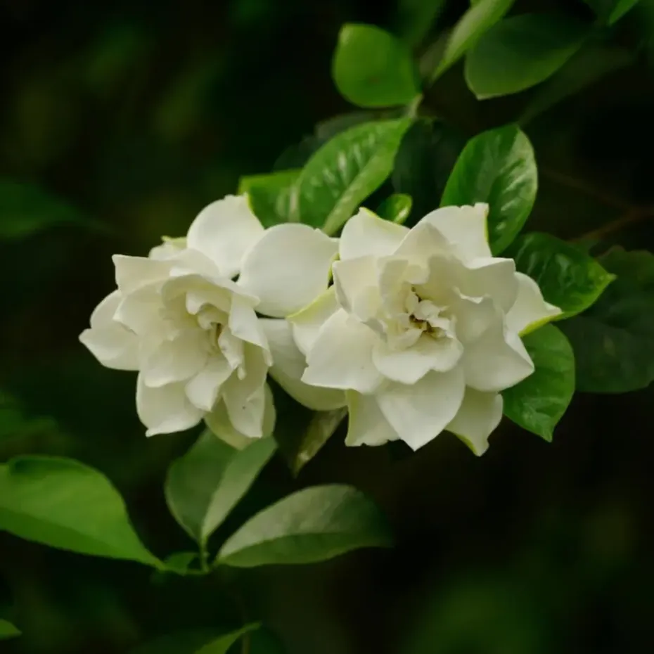Kaapse jasmijn - Set van 2 - Gardenia jasminoides - Hoogte 20-30cm - ⌀13cm