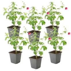 Kaapse malva - Set van 6 - Anisodontea 'El Rayo' - Hoogte 25-40cm - ⌀9cm
