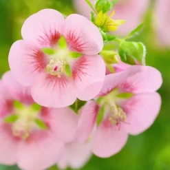 Kaapse malva - Set van 6 - Anisodontea 'El Rayo' - Hoogte 25-40cm - ⌀9cm