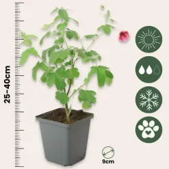 Kaapse malva - Set van 6 - Anisodontea 'El Rayo' - Hoogte 25-40cm - ⌀9cm
