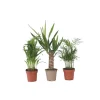 Kamerpalmen - Set van 3 - Mini Indoor Palm Mix - Hoogte 25-40cm - ⌀12cm