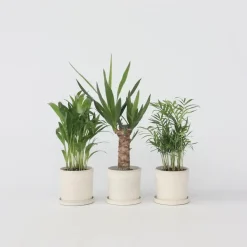 Kamerpalmen - Set van 3 - Mini Indoor Palm Mix - Hoogte 25-40cm - ⌀12cm