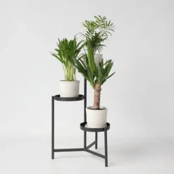 Kamerpalmen - Set van 3 - Mini Indoor Palm Mix - Hoogte 25-40cm - ⌀12cm