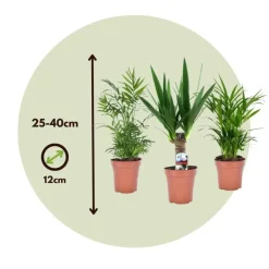 Kamerpalmen - Set van 3 - Mini Indoor Palm Mix - Hoogte 25-40cm - ⌀12cm