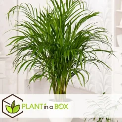 Kamerpalmen - Set van 3 - Mini Indoor Palm Mix - Hoogte 25-40cm - ⌀12cm