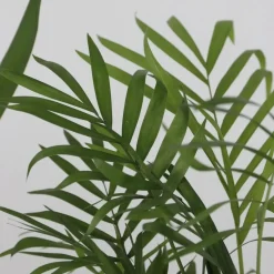 Kamerpalmen - Set van 3 - Mini Indoor Palm Mix - Hoogte 25-40cm - ⌀12cm