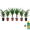 Kamerpalmen met plantenvoeding - Set van 6 - Hoogte 50-70cm - ⌀14cm