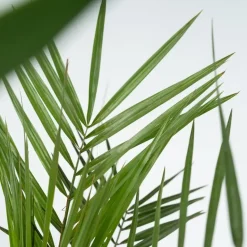 Kamerpalmen met plantenvoeding - Set van 6 - Hoogte 50-70cm - ⌀14cm