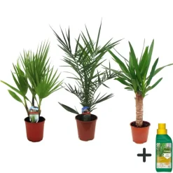 Kamerpalmen met plantenvoeding - Set van 3 - Hoogte 50-70cm - ⌀14cm