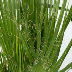 Kamerpalmen met plantenvoeding - Set van 3 - Hoogte 50-70cm - ⌀14cm