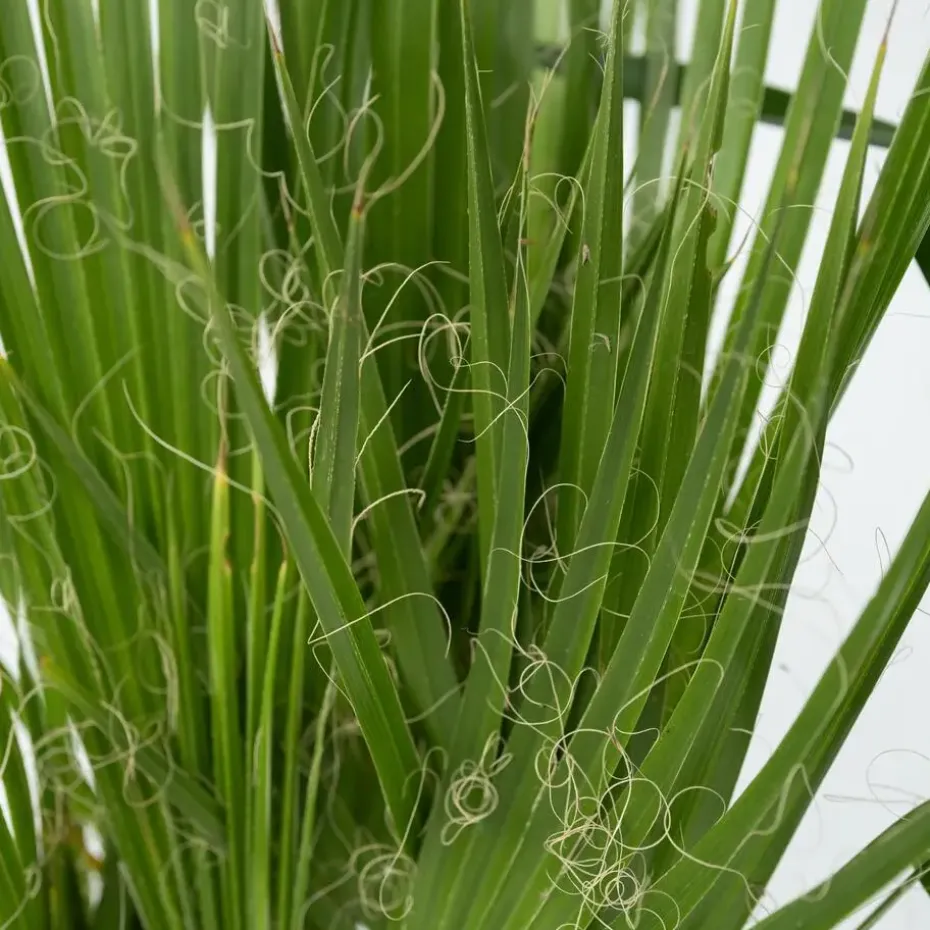 Kamerpalmen met plantenvoeding - Set van 3 - Hoogte 50-70cm - ⌀14cm