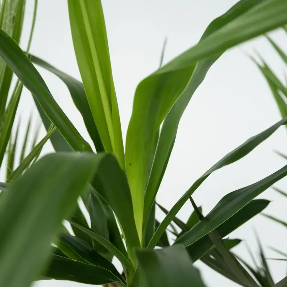 Kamerpalmen met plantenvoeding - Set van 3 - Hoogte 50-70cm - ⌀14cm