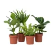 Kamerplanten - Set van 4 - Areca Asplenium Clusia Musa - Hoogte 25-40cm - ⌀12cm