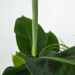 Kamerplanten - Set van 4 - Areca Asplenium Clusia Musa - Hoogte 25-40cm - ⌀12cm