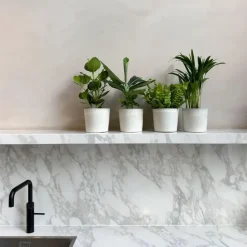 Kamerplanten - Set van 4 - Areca Asplenium Clusia Musa - Hoogte 25-40cm - ⌀12cm