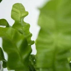 Kamerplanten - Set van 4 - Areca Asplenium Clusia Musa - Hoogte 25-40cm - ⌀12cm