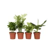 Kamerplantenset - Set van 4 - Hoogte 25-40cm - ⌀12cm