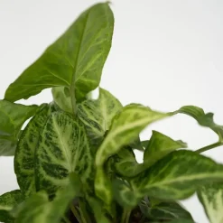 Kamerplantenset - Set van 4 - Hoogte 25-40cm - ⌀12cm