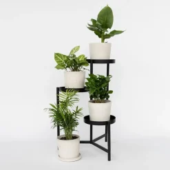 Kamerplantenset - Set van 4 - Hoogte 25-40cm - ⌀12cm