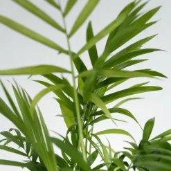 Kamerplantenset - Set van 4 - Hoogte 25-40cm - ⌀12cm