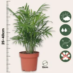 Kamerplantenset - Set van 4 - Hoogte 25-40cm - ⌀12cm
