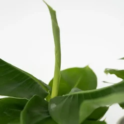 Kamerplantenset - Set van 4 - Hoogte 25-40cm - ⌀12cm