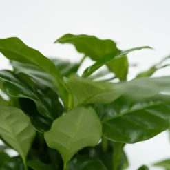 Kamerplantenset - Set van 4 - Hoogte 25-40cm - ⌀12cm