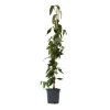 Kamperfoelie - Lonicera henryi 'Copper Beauty' - Hoogte 110-120cm - ⌀17cm