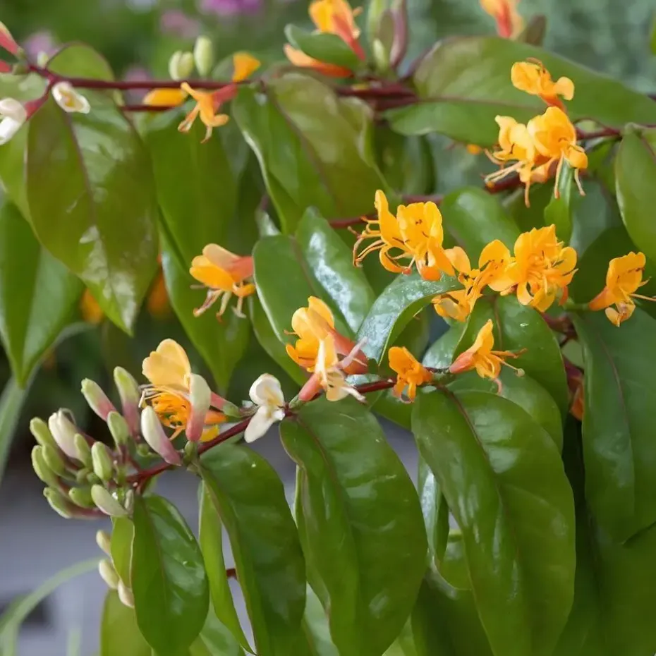 Kamperfoelie - Lonicera henryi 'Copper Beauty' - Hoogte 110-120cm - ⌀17cm