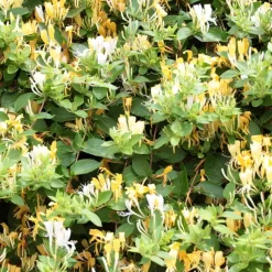 Kamperfoelie - Lonicera henryi 'Copper Beauty' - Hoogte 110-120cm - ⌀17cm