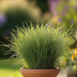 Kattengras - Set van 4 - Cyperus zumula - Hoogte 30-40cm - ⌀12cm