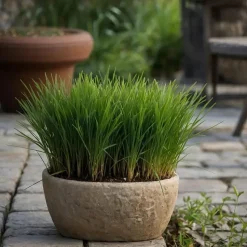 Kattengras - Set van 4 - Cyperus zumula - Hoogte 30-40cm - ⌀12cm