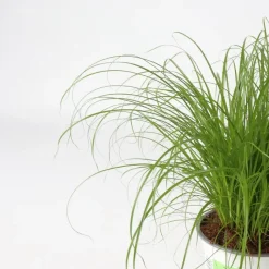 Kattengras - Set van 4 - Cyperus zumula - Hoogte 30-40cm - ⌀12cm
