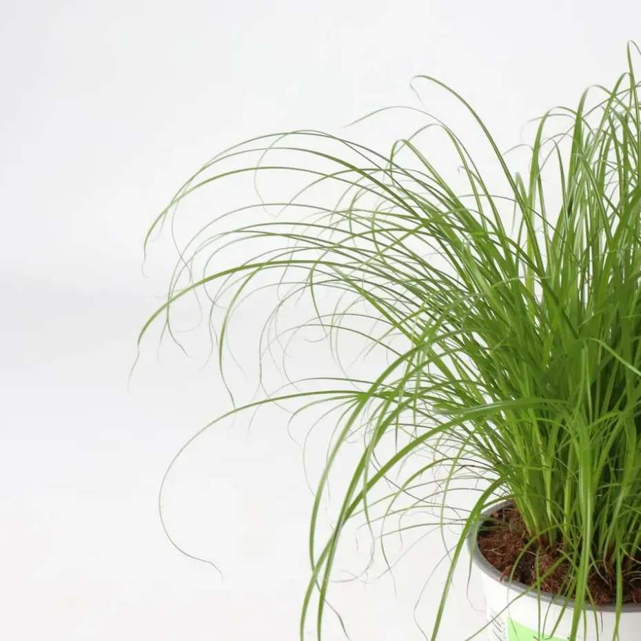Kattengras - Set van 4 - Cyperus zumula - Hoogte 30-40cm - ⌀12cm