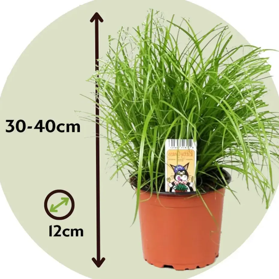 Kattengras - Set van 4 - Cyperus zumula - Hoogte 30-40cm - ⌀12cm