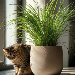 Kattengras - Set van 4 - Cyperus zumula - Hoogte 30-40cm - ⌀12cm