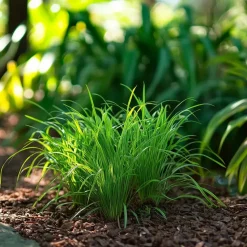 Kattengras - Set van 4 - Cyperus zumula - Hoogte 30-40cm - ⌀12cm