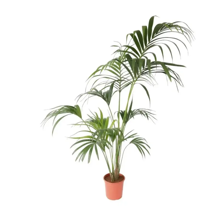 Kentiapalm - Howea forsteriana - Hoogte 150-170cm - ⌀24cm