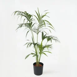 Kentiapalm - Howea forsteriana - Hoogte 150-170cm - ⌀24cm