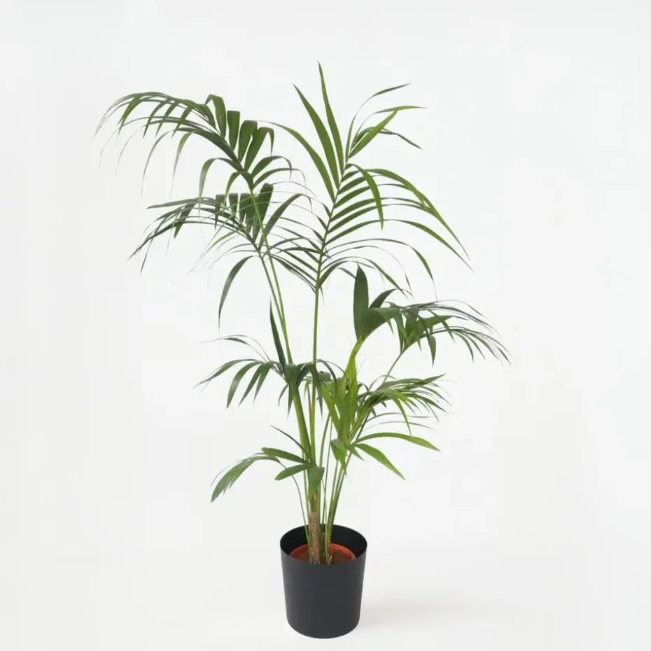 Kentiapalm - Howea forsteriana - Hoogte 150-170cm - ⌀24cm