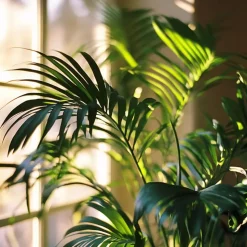 Kentiapalm - Howea forsteriana - Hoogte 150-170cm - ⌀24cm