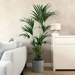 Kentiapalm - Howea forsteriana - Hoogte 150-170cm - ⌀24cm