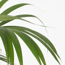 Kentiapalm - Howea forsteriana - Hoogte 150-170cm - ⌀24cm