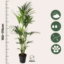 Kentiapalm - Howea forsteriana - Hoogte 150-170cm - ⌀24cm