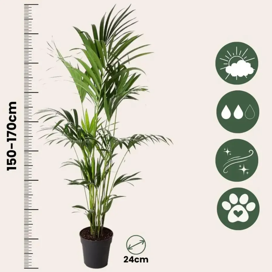 Kentiapalm - Howea forsteriana - Hoogte 150-170cm - ⌀24cm