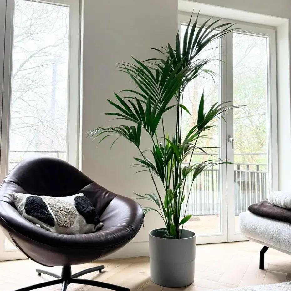 Kentiapalm - Howea forsteriana - Hoogte 150-170cm - ⌀24cm