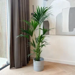 Kentiapalm - Howea forsteriana - Hoogte 150-170cm - ⌀24cm